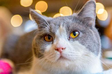 上世代主机版《战地2042》地图仅有新版四分之一大